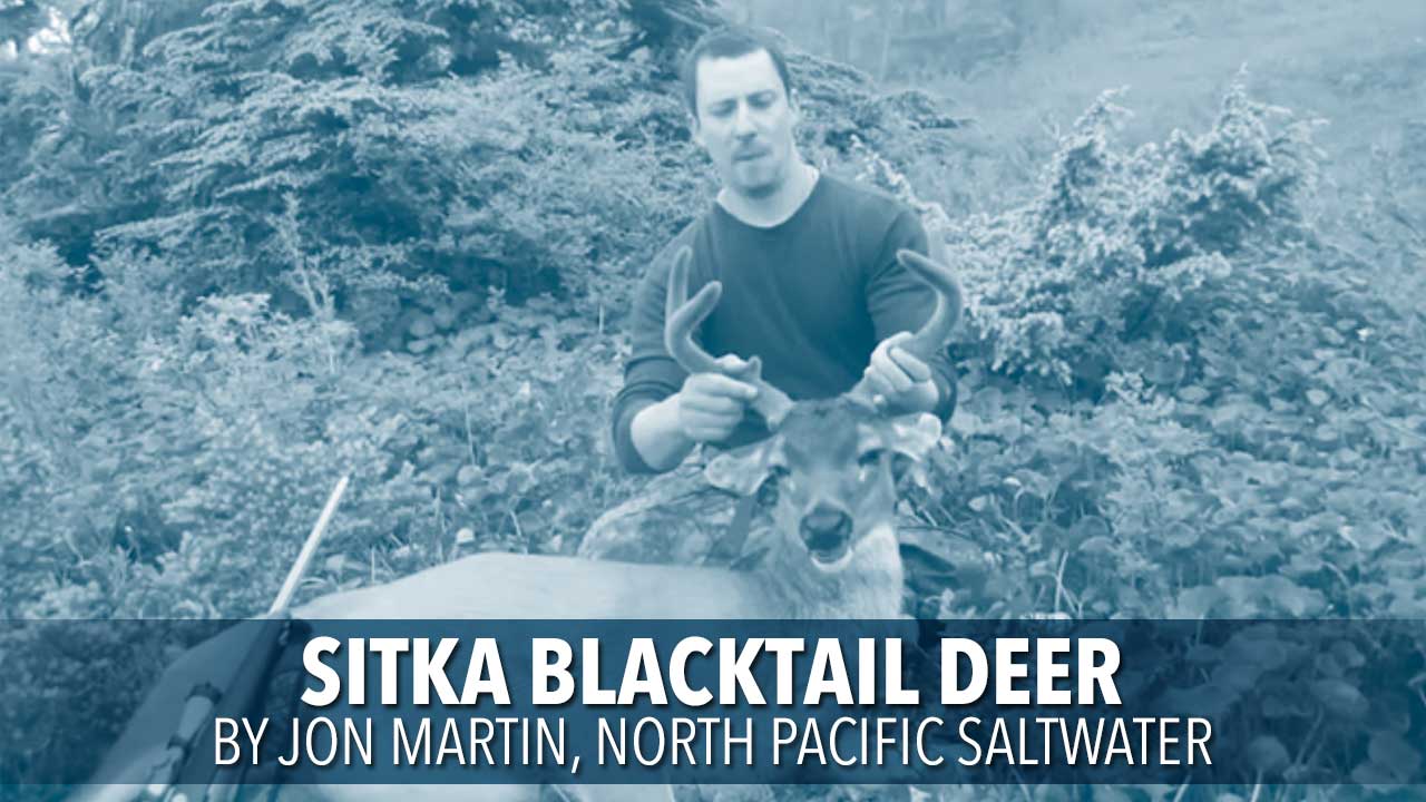 Sitka blacktail deer